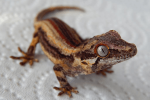 Three to get Ready: Rhacodactylus