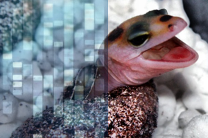 Enigma Syndrome in Leopard Geckos: An Autosomal Dominant Disorder