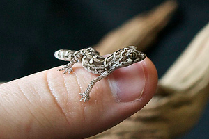 Three to Get Ready: Viper Geckos