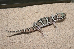 Three to Get Ready: Hemidactylus