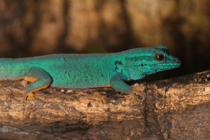 Lygodactylus williamsi