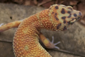 What’s Going On With My New Leopard Gecko?