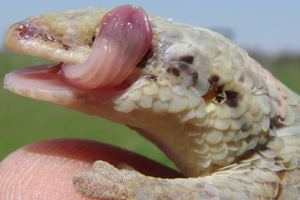 Geckolepis maculata: Learning a New Species