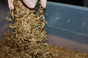 Nutritional Value of Commercially Raised Insects