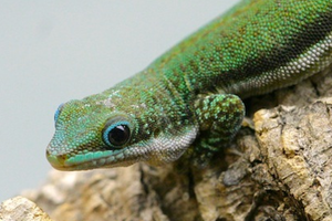 Guide to Phelsuma malamakibo