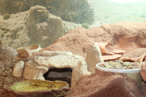 Replicating Native Gecko Habitats