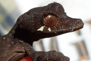 In Search of Uroplatus henkeli