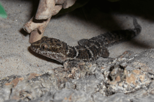 Homonata horrida, the Paraguayan Ground Gecko