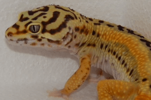Creating a Leopard Gecko Reverse Stripe Bandit