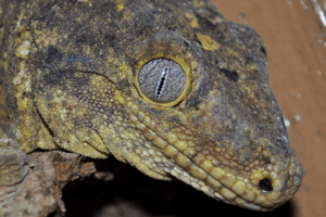 Reflections of a Multi-Species Gecko Keeper
