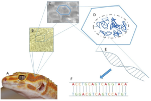 Leopard Geckos: A Hobby Developing to an Artistic Science