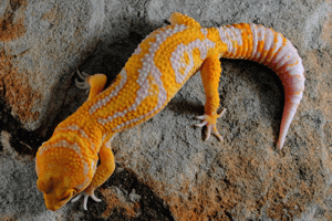 Book Review: The Leopard Gecko Advisor