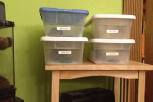 Housing Your Hatchlings