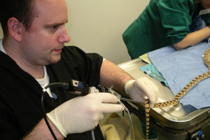 Two Passions Merged: Veterinarian and Reptile Hobbyist