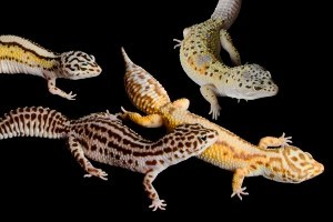 Two Decades as a Gecko Breeder