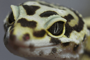 Selling Popular Gecko Species