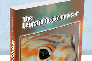 The Leopard Gecko Advisor Answers Your Questions