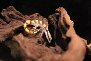 Keeping Microgecko persicus euphorbiacola