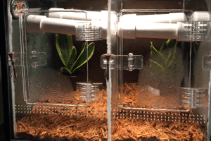 Phelsuma grandis Hatchlings on the Way