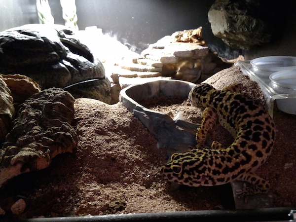 bioactive leopard gecko kit