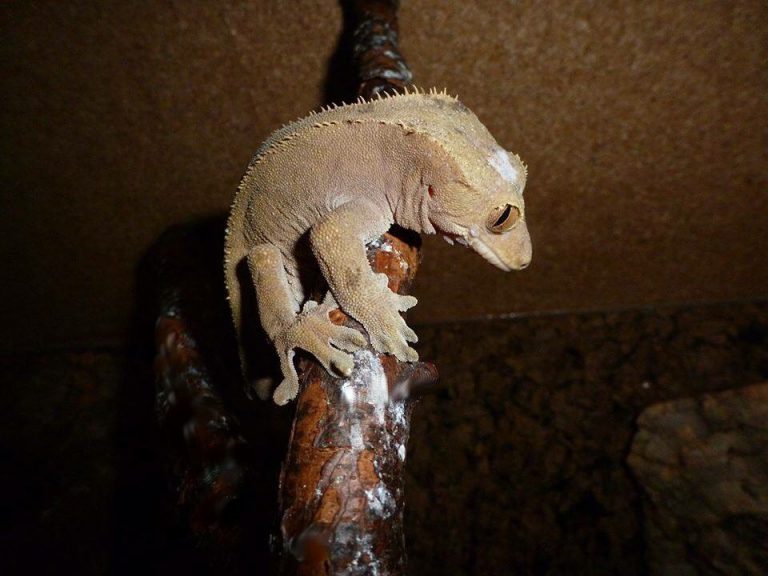 Crested Gecko Wild Caught "Pure Bloodlines" Gecko Time Gecko Time