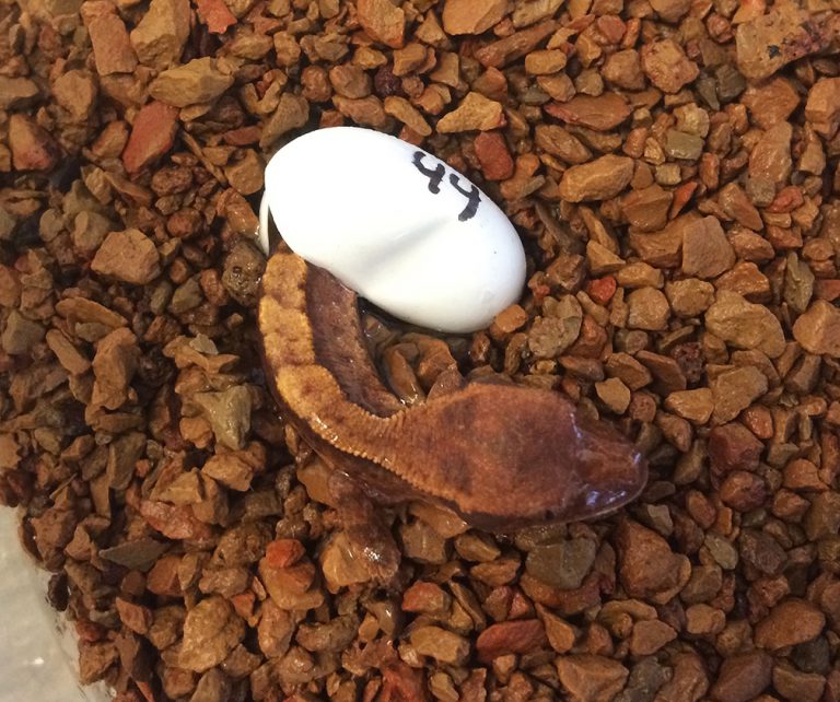 How do Geckos Determine Sex? Gecko Time Gecko Time